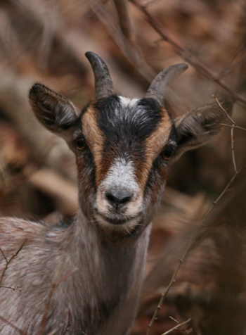 La réserve naturelle
de la Heid des Gattes